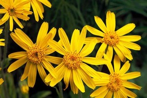 Arnica-HP-2-300x201flower